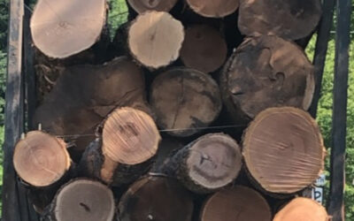 HARDWOOD LOG SCALING AND GRADING- WVU FOREST- OCTOBER 9TH